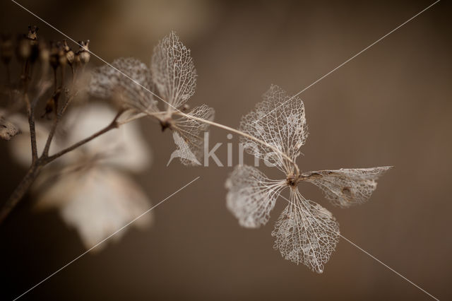 Hortensia (Hydrangea spec)