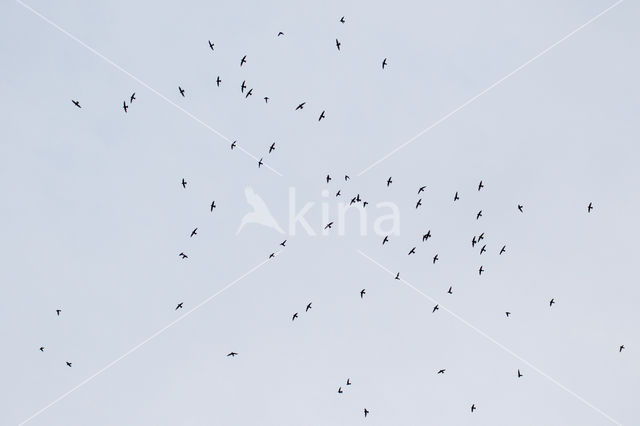 House swift (Apus affinis)