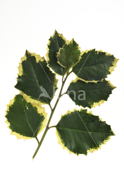 Holly (Ilex aquifolium)