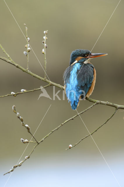 Kingfisher (Alcedo atthis)