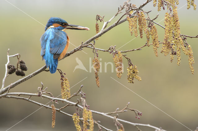 Kingfisher (Alcedo atthis)