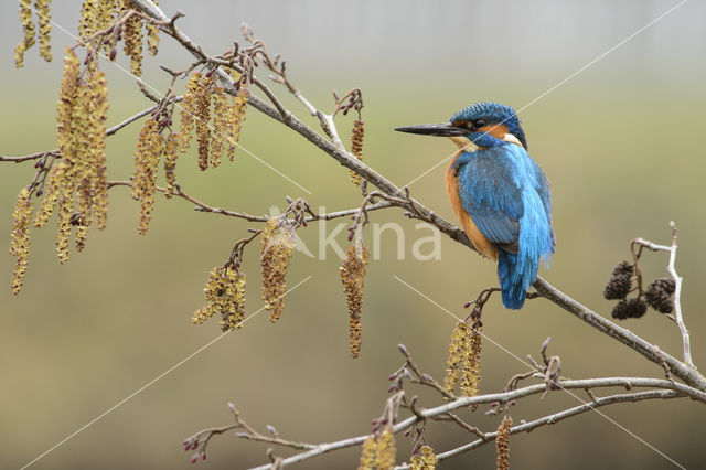 Kingfisher (Alcedo atthis)