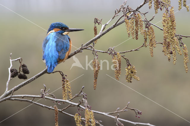 IJsvogel (Alcedo atthis)