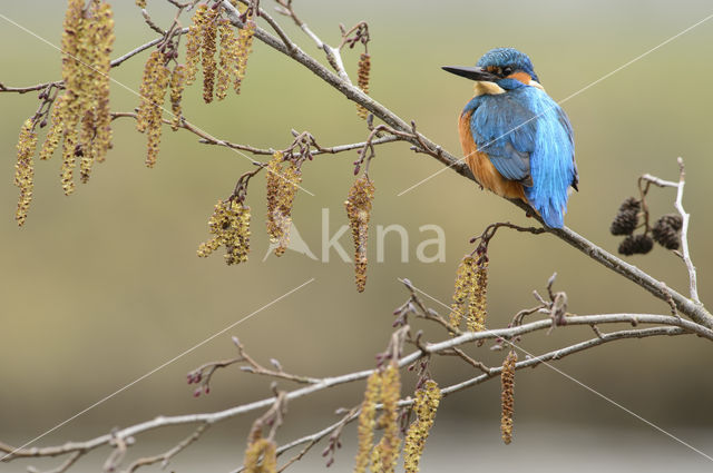 IJsvogel (Alcedo atthis)