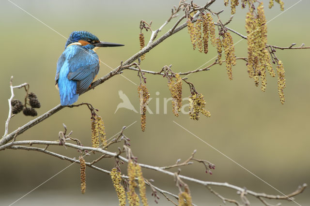 IJsvogel (Alcedo atthis)