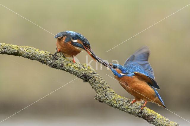 IJsvogel (Alcedo atthis)