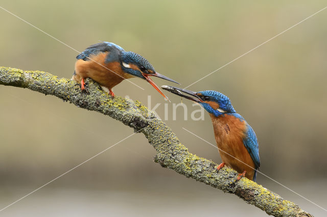 Kingfisher (Alcedo atthis)