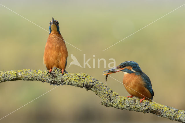 IJsvogel (Alcedo atthis)