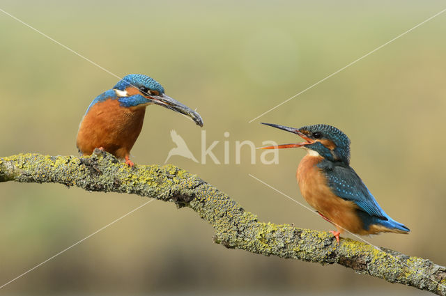 Kingfisher (Alcedo atthis)