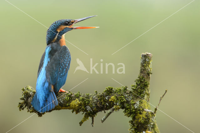 IJsvogel (Alcedo atthis)