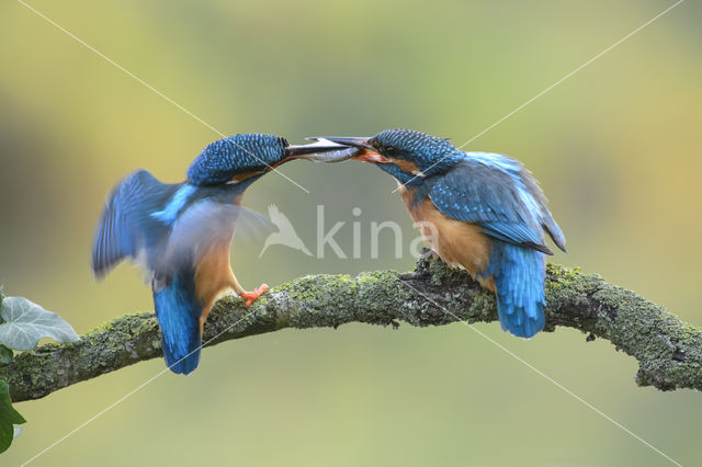 IJsvogel (Alcedo atthis)