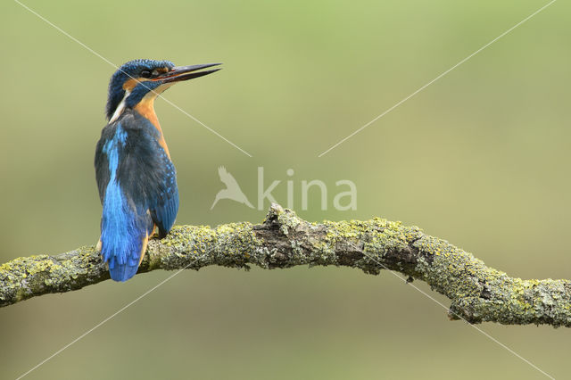Kingfisher (Alcedo atthis)