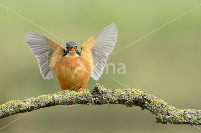 IJsvogel (Alcedo atthis)