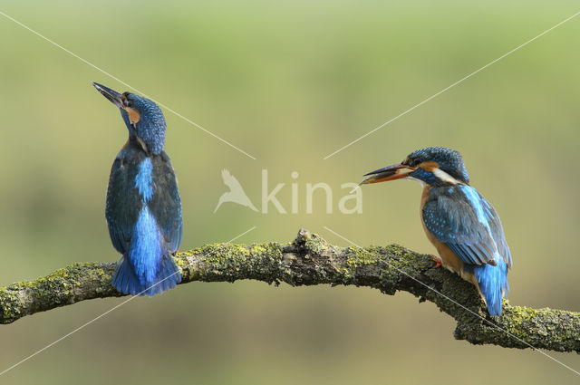 IJsvogel (Alcedo atthis)