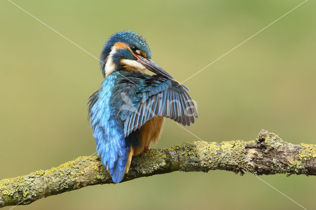 Kingfisher (Alcedo atthis)