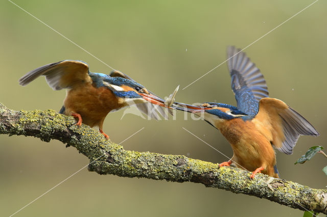 IJsvogel (Alcedo atthis)