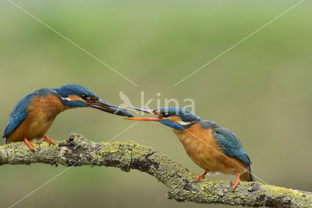 Kingfisher (Alcedo atthis)