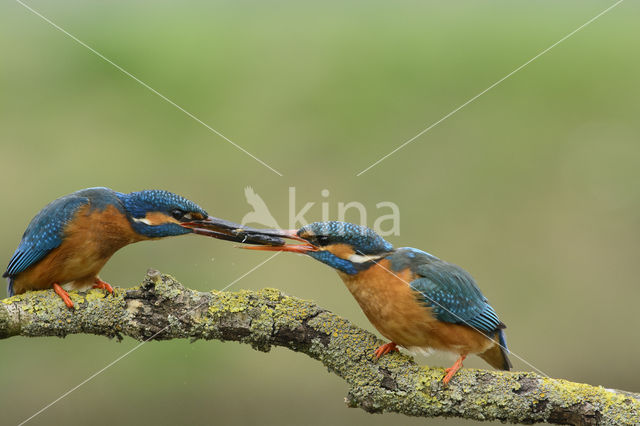 IJsvogel (Alcedo atthis)