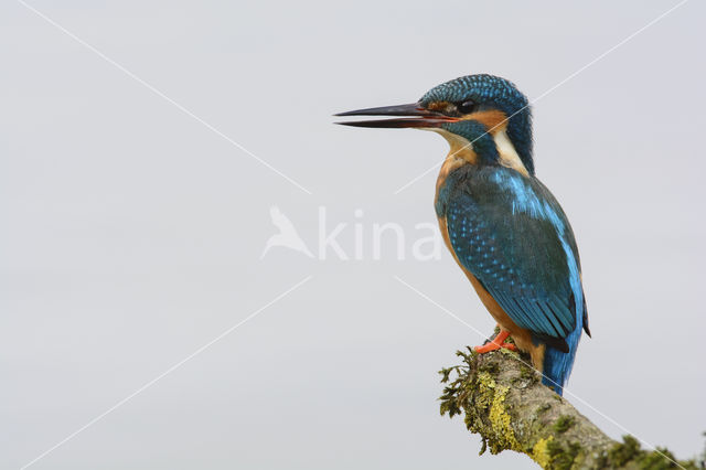 IJsvogel (Alcedo atthis)