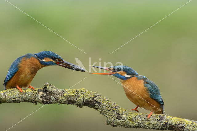 IJsvogel (Alcedo atthis)