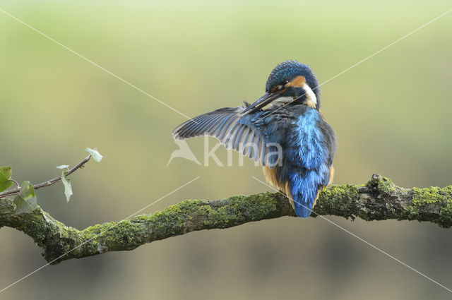 Kingfisher (Alcedo atthis)