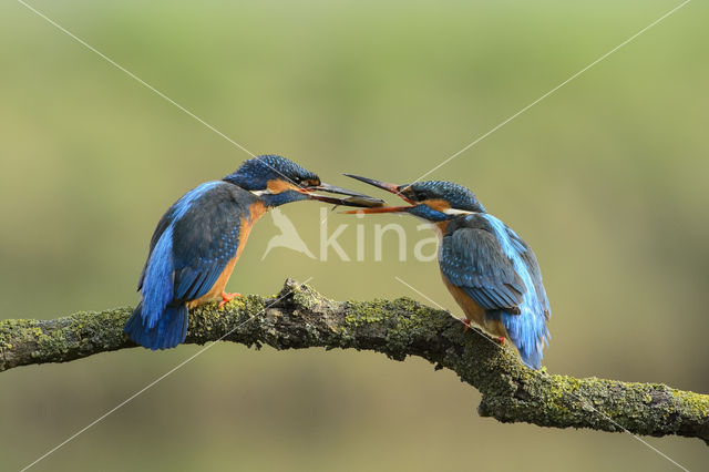 Kingfisher (Alcedo atthis)