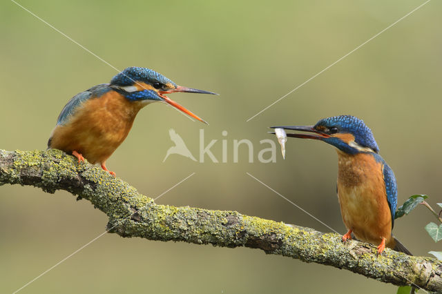 Kingfisher (Alcedo atthis)