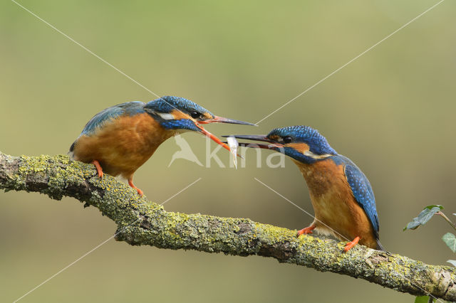 IJsvogel (Alcedo atthis)