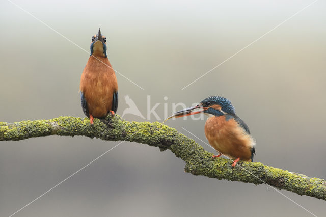 Kingfisher (Alcedo atthis)