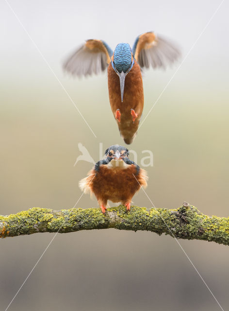 Kingfisher (Alcedo atthis)