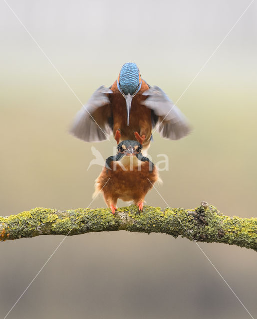 Kingfisher (Alcedo atthis)