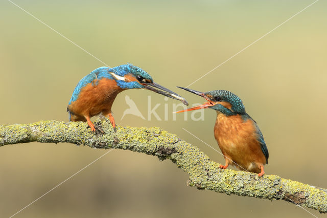 IJsvogel (Alcedo atthis)