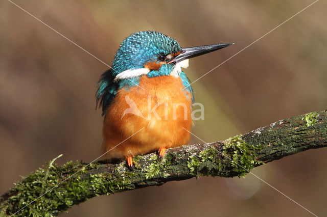IJsvogel (Alcedo atthis)
