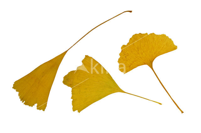 maidenhair tree (Ginkgo biloba)