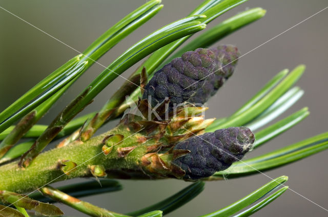 Japanese white pine (Pinus parviflora)