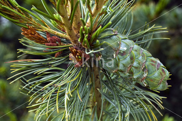 Japanese white pine (Pinus parviflora)