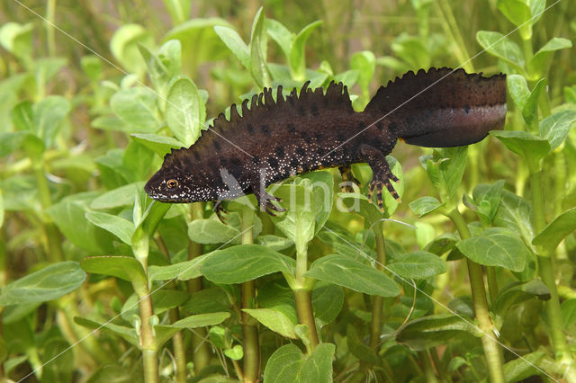 Kamsalamander (Triturus cristatus)