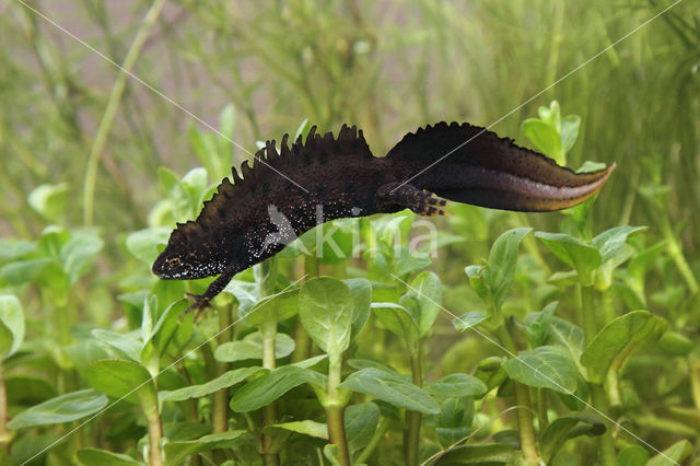 Great Crested Newt