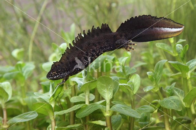 Kamsalamander (Triturus cristatus)