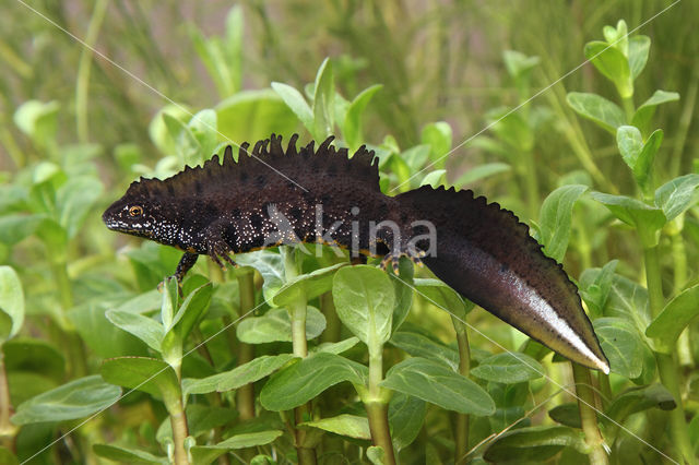 Kamsalamander (Triturus cristatus)