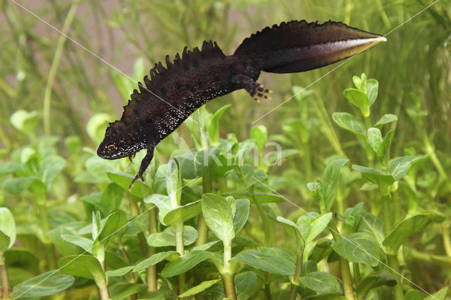 Great Crested Newt