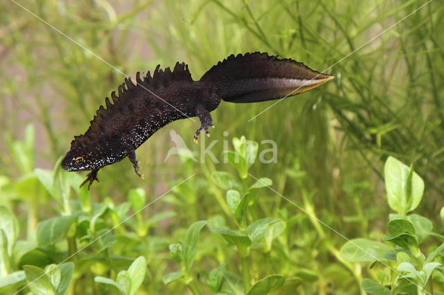 Kamsalamander (Triturus cristatus)