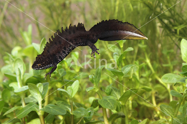 Kamsalamander (Triturus cristatus)