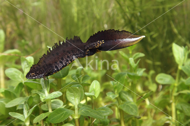 Great Crested Newt