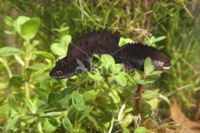 Kamsalamander (Triturus cristatus)