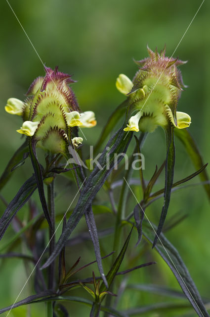 Kamzwartkoren (Melampyrum cristatum)