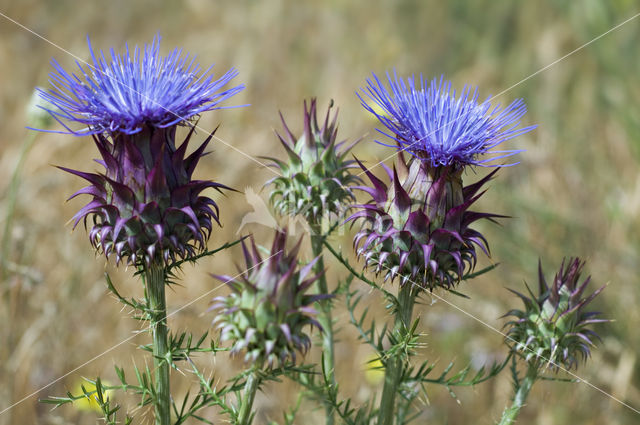 Cardoon (Cynara cardunculus)