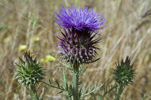 Kardoen (Cynara cardunculus)