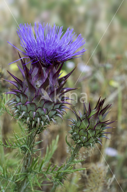 Kardoen (Cynara cardunculus)