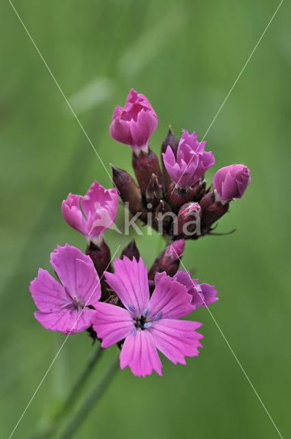 Carthusian Pink (Dianthus carthusianorum)